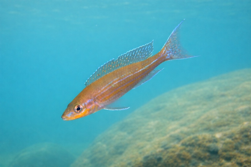 Paracyprichromis brieni 'Kanfonki'